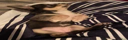 Chihuahua dogs for sale: Flora the gorgeous lilac and tan chihuahua  - Advert 2