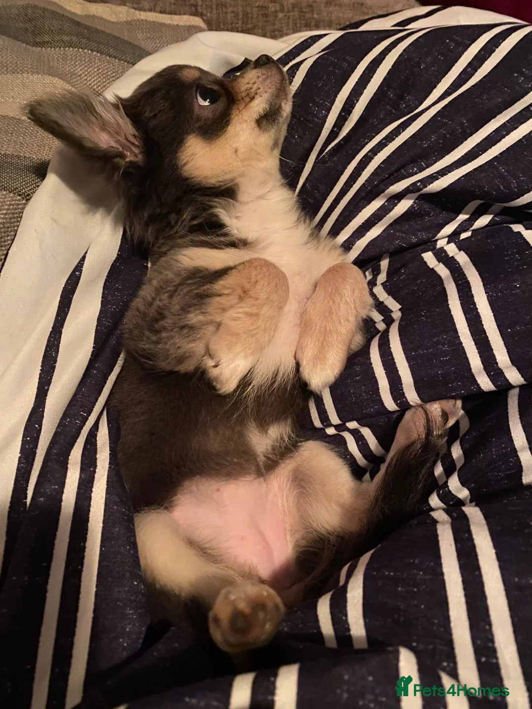 Chihuahua dogs for sale: Flora the gorgeous lilac and tan chihuahua  - Advert 2