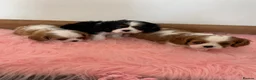 Cavalier King Charles Spaniel dogs for sale: 5* Licensed RKC H/T Gorgeous Cavalier KC - Advert 18