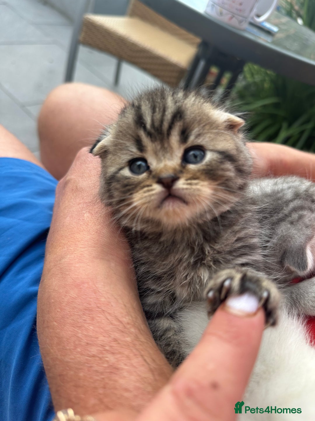Scottish Fold cats for sale: 🆘🆘READY!🆘🆘Scottish shorthair  - Image 22