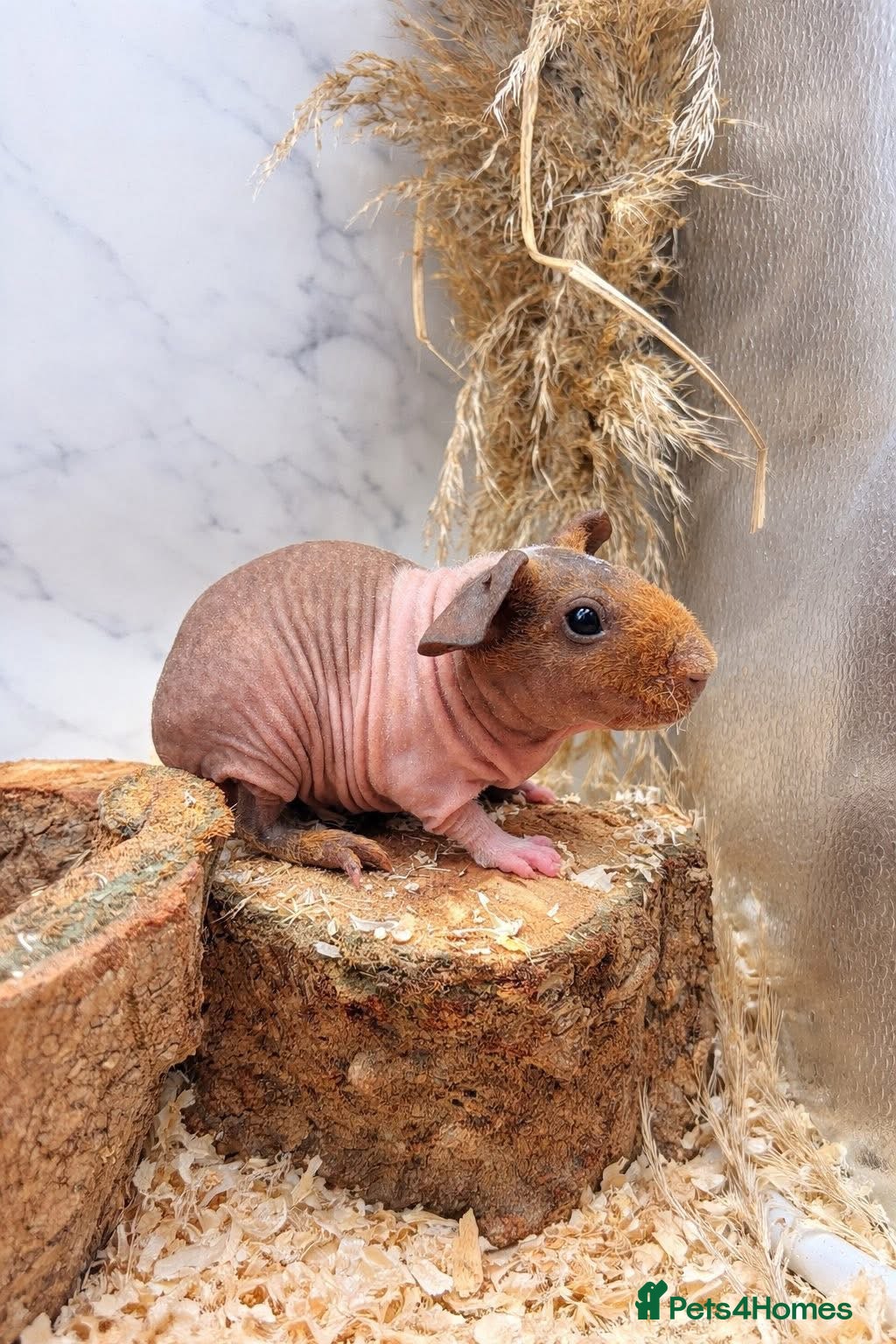 Guinea Pig rodents Skinny Pig Brothers & Set-Up - Advert 1