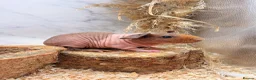 Guinea Pig rodents for sale: Skinny Pig Brothers & Set-Up in Leicester - Advert 1
