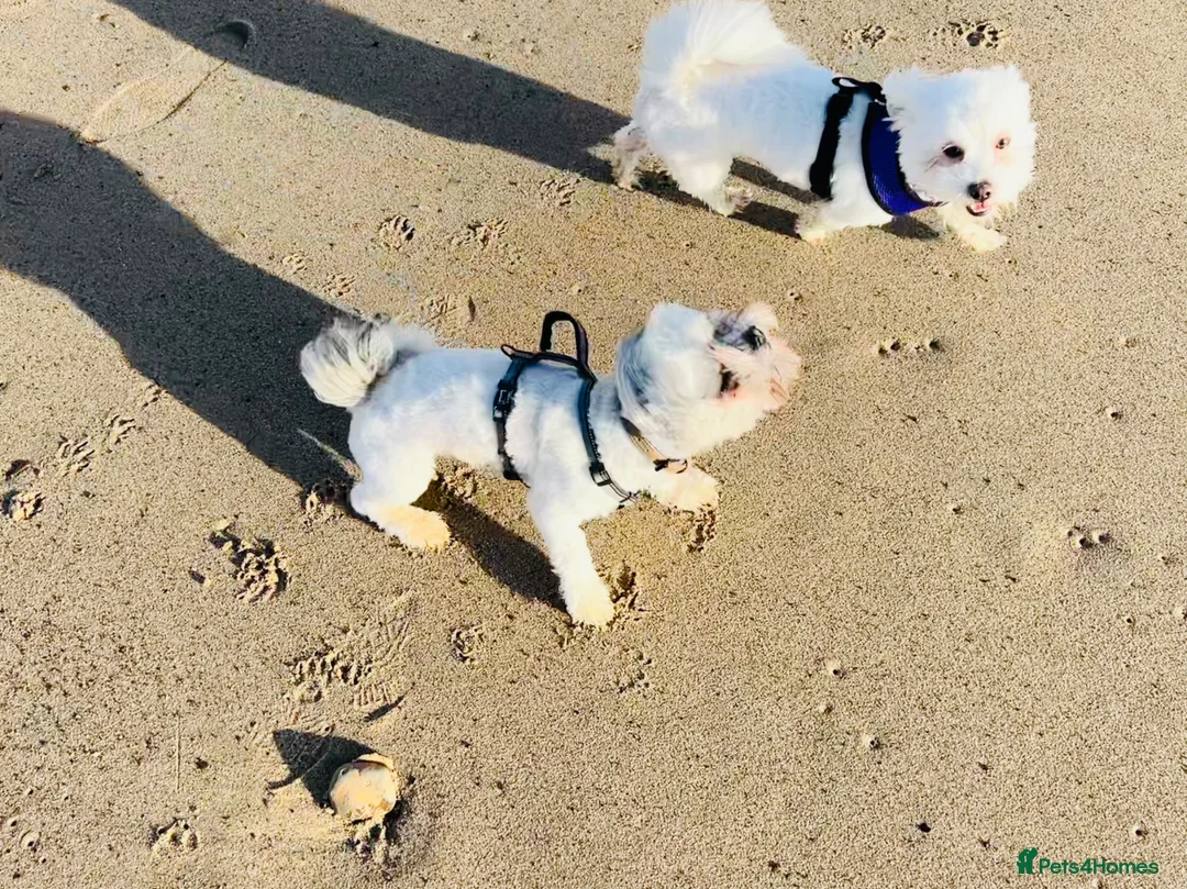 Mixed Breed dogs for sale: Beautiful 4 Puppies  in Goole - Advert 20