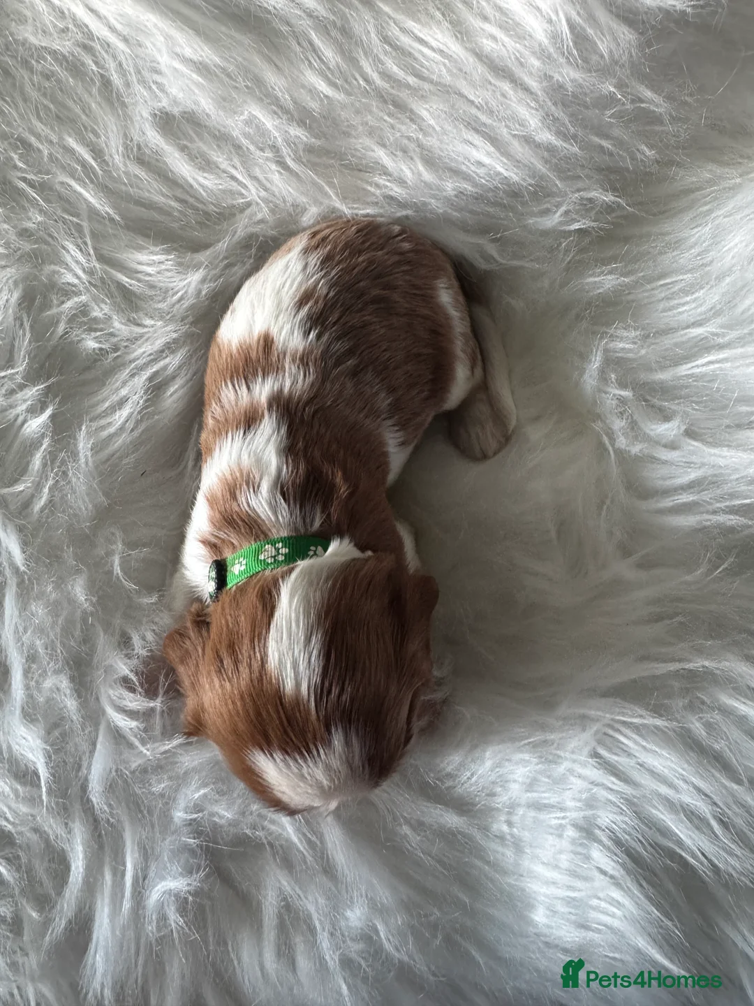Cavalier King Charles Spaniel dogs for sale: KC Cavalier King Charles DNA 5* licensed home bred - Advert 40