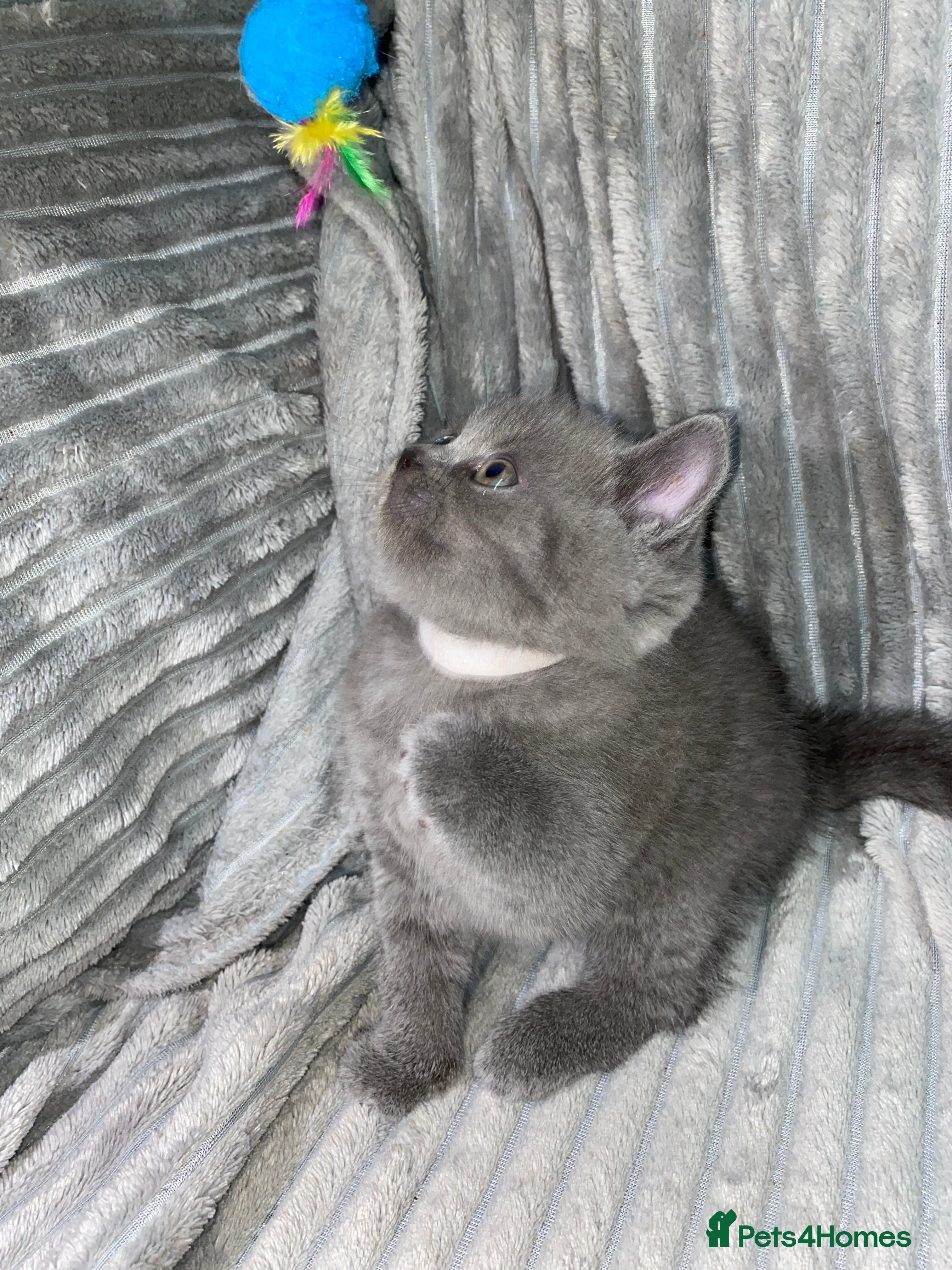 British Shorthair cats for sale: Four adorable British shorthair kittens  - Advert 2