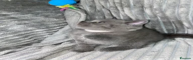 British Shorthair 4