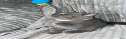 British Shorthair cats for sale: Four adorable British shorthair kittens  in London - Advert 2