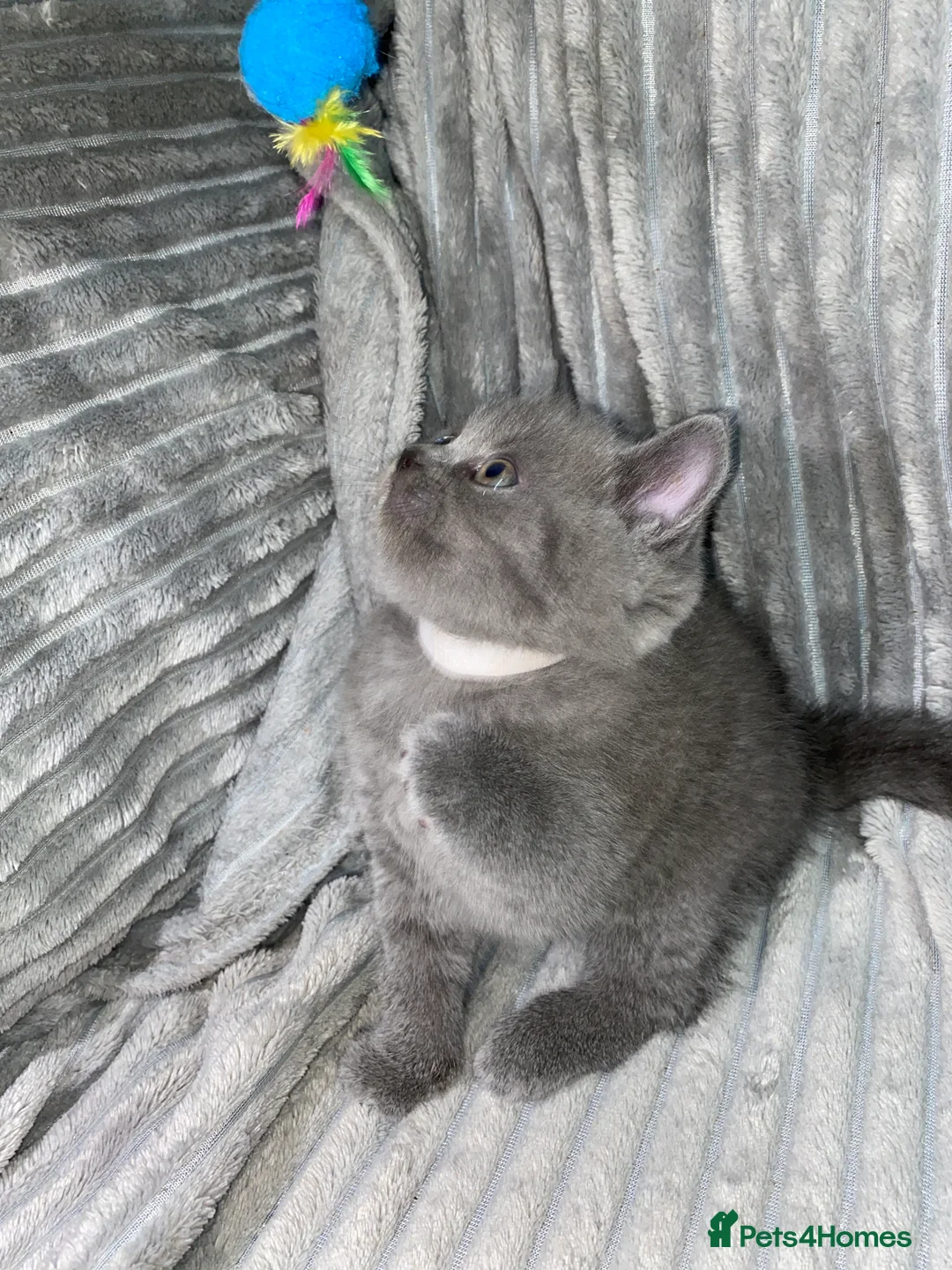 British Shorthair cats for sale: Four adorable British shorthair kittens  in London - Advert 2