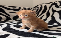 Mixed Breed cats for sale: Kittens - Image 6