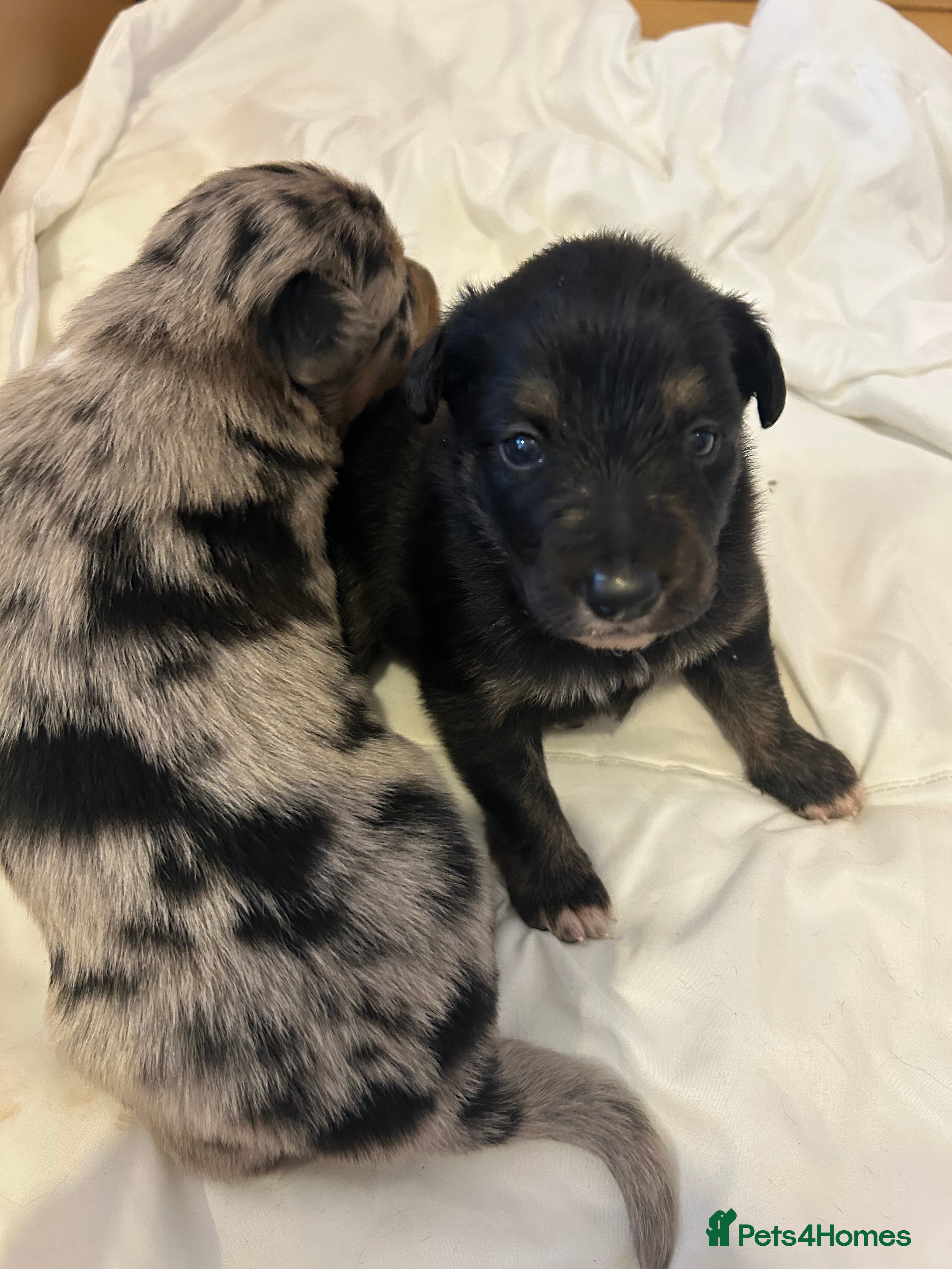 Border Collie dogs Border collie puppies  - Advert 2