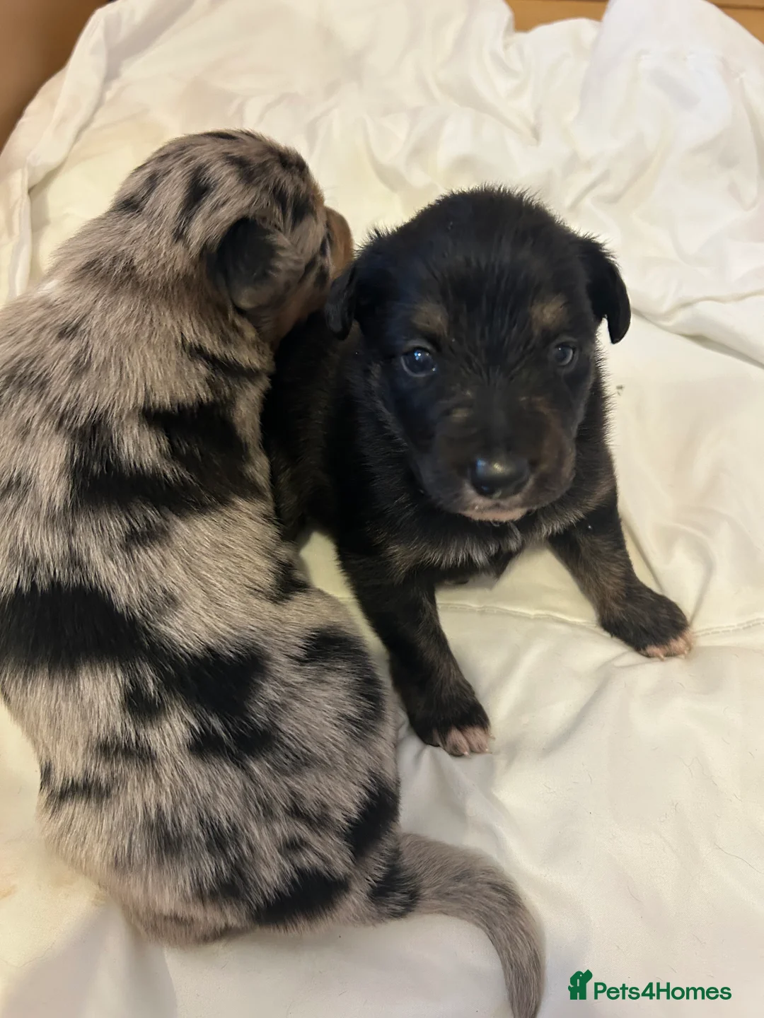 Border Collie dogs for sale: Border collie puppies  - Advert 2