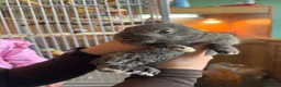 Mixed Breed rabbits for sale: Lion head x lop females  - Advert 1