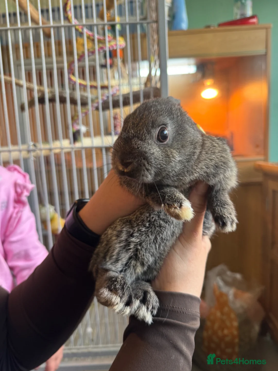 Mixed Breed rabbits for sale: Lion head x lop females  - Advert 1