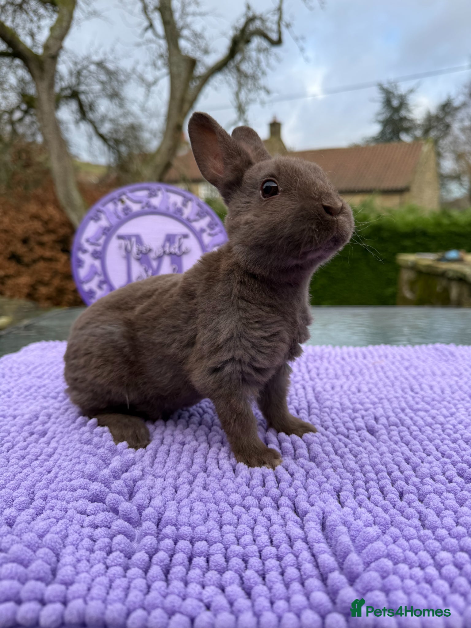 Rex rabbits Purebred Mini Rex (None until May) - Advert 21
