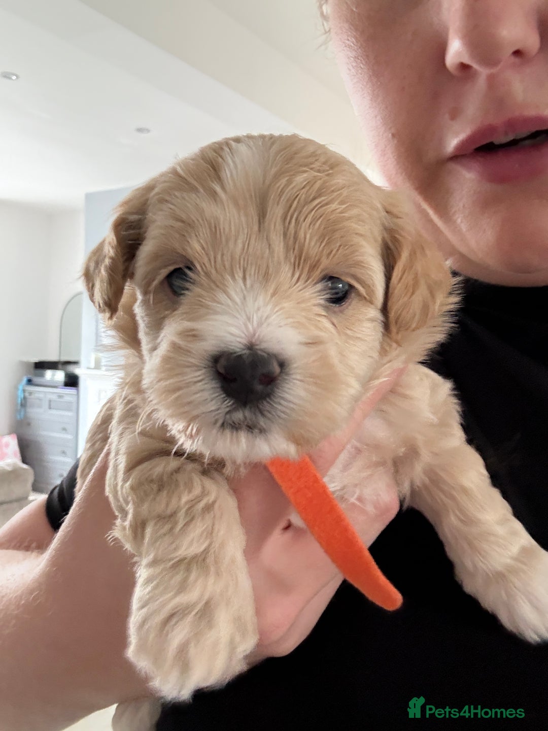 Maltipoo dogs for sale: Beautiful Male Maltipoo F1 Pups - Image 28