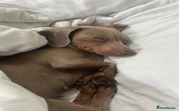 Miniature Dachshund dogs for sale: Beautiful Miniature Daschund Girlie - Image 2