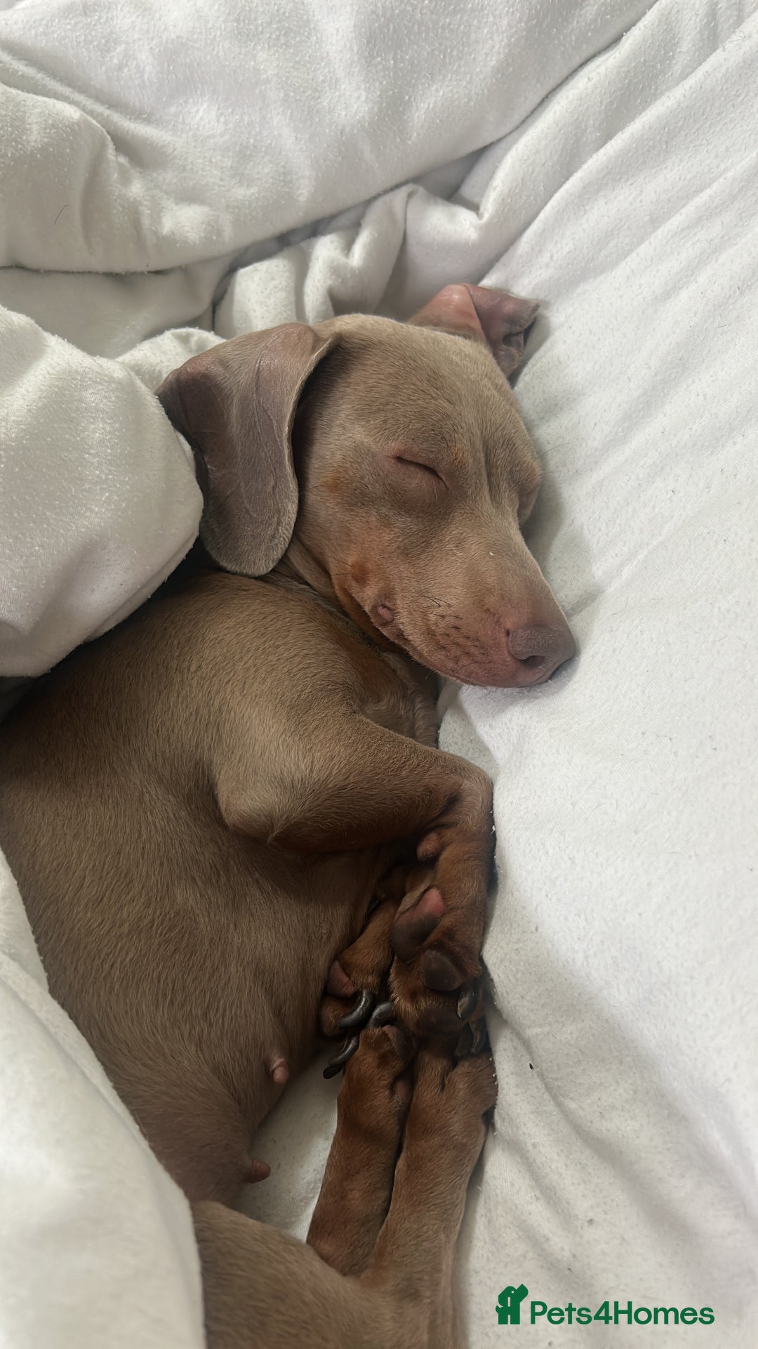 Miniature Dachshund dogs for sale: Beautiful Miniature Daschund Girlie - Image 2