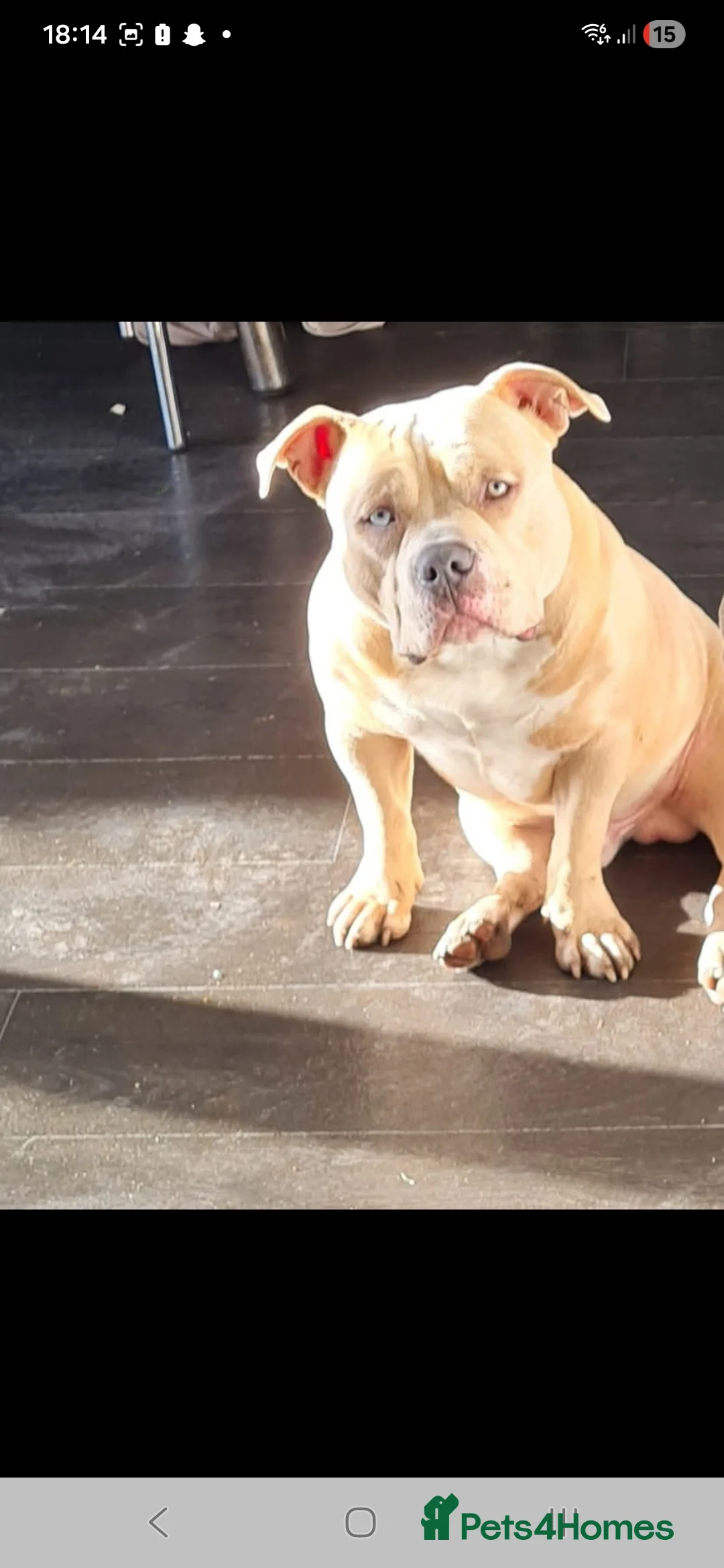 American Bully dogs for sale: American pocket bully  in Stourbridge - Advert 1