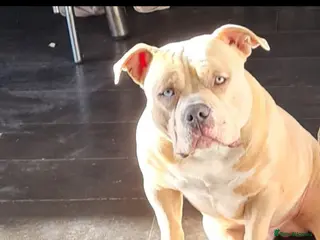 American Bully dogs American pocket bully in Stourbridge - Advert 9