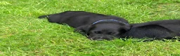 Cockerdor dogs for sale: Working Cockador Pups chocolate black white  - Advert 9