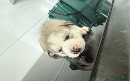 Siberian Husky dogs for sale: Male Siberian Husky Pups  - Image 5