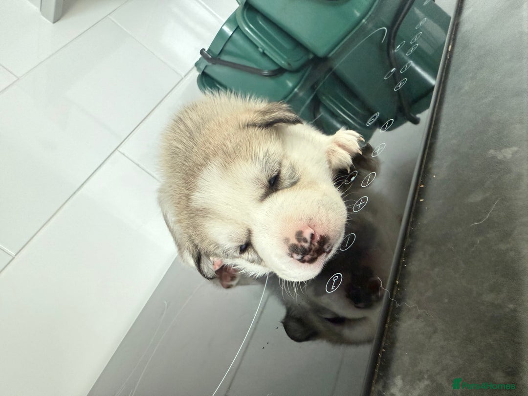 Siberian Husky dogs for sale: Male Siberian Husky Pups  - Image 5
