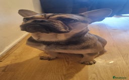 French Bulldog dogs for sale: Female Frenchie £500 - Image 2