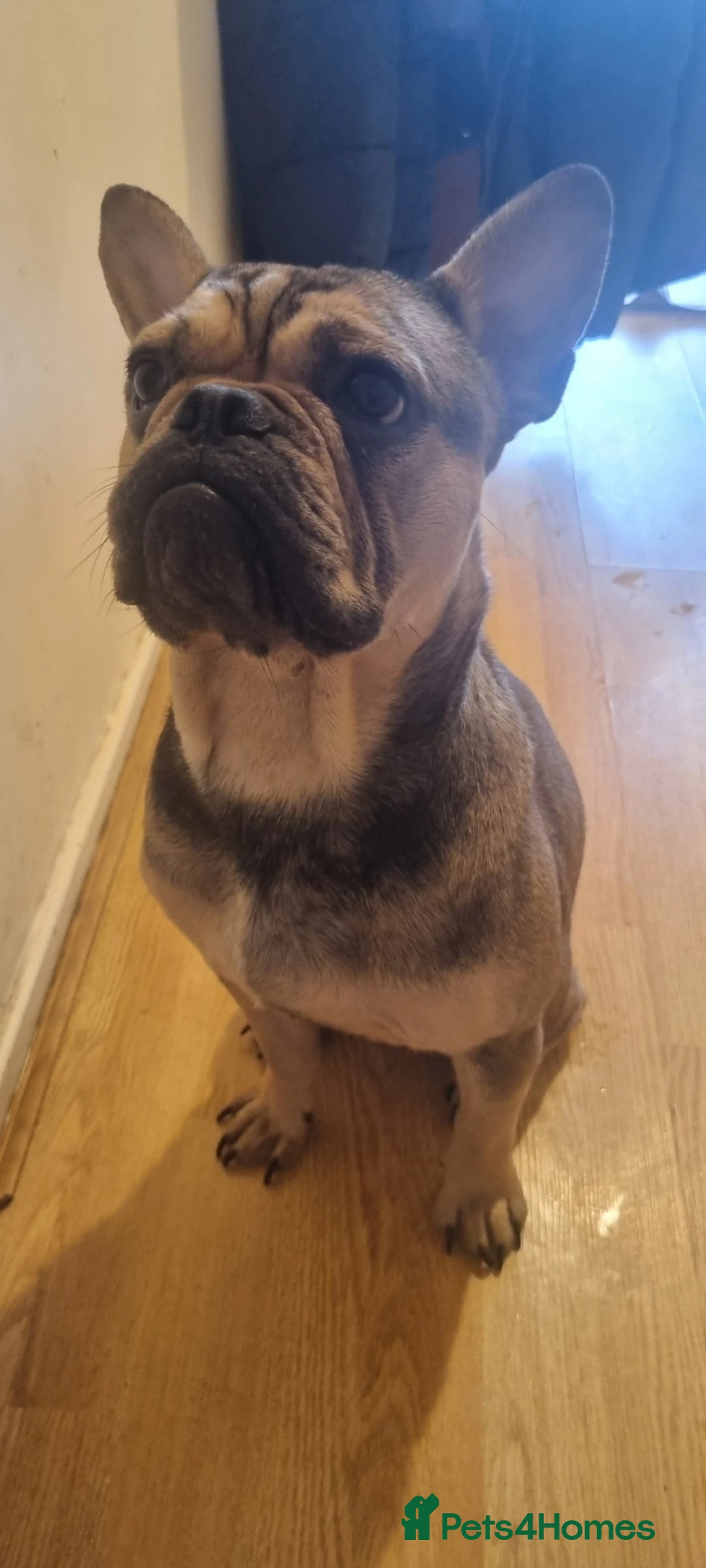 French Bulldog dogs for sale: Female Frenchie £500 - Image 2