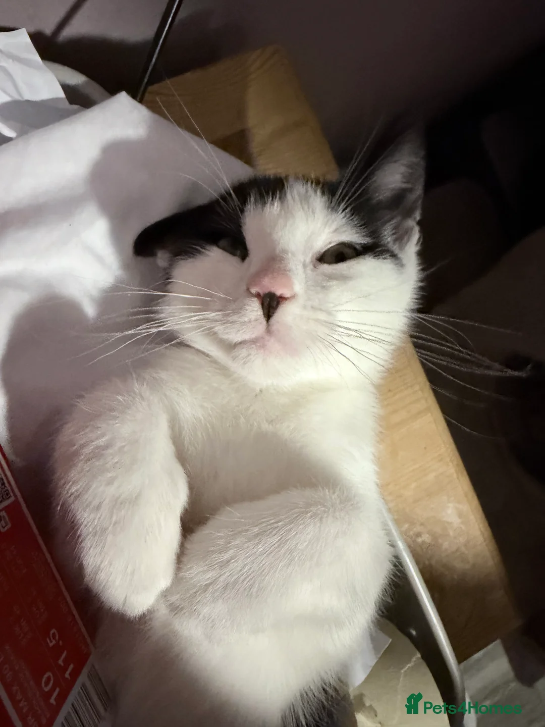 Mixed Breed cats for sale: Male cat  - Advert 4