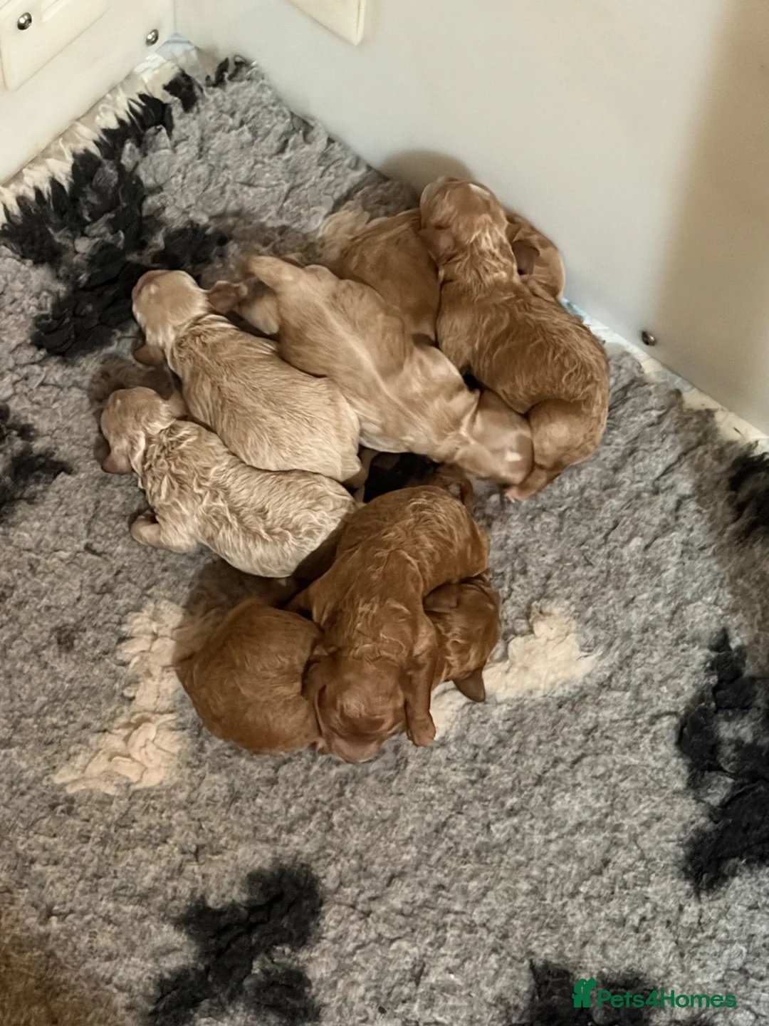 Cavapoo dogs for sale: Cavapoo f1b - Advert 4