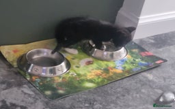 Domestic Shorthair cats for sale: Kittens for sale, READY TO GO NOW!  - Image 5