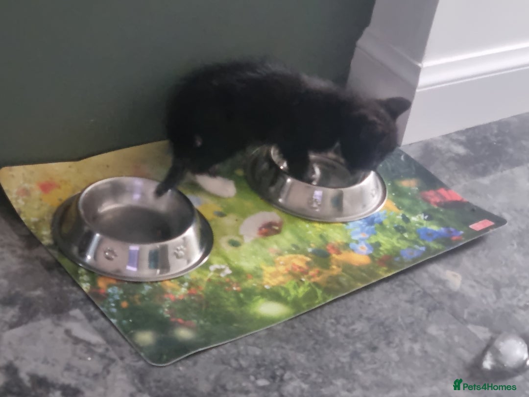 Domestic Shorthair cats for sale: Kittens for sale, READY TO GO NOW!  - Image 5