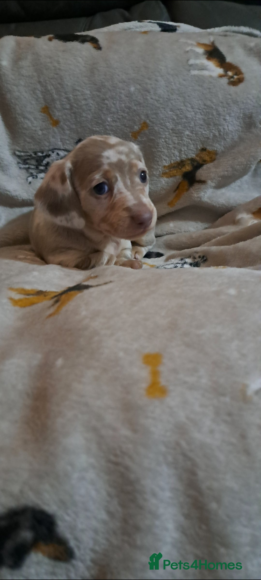 Miniature Dachshund dogs for sale: Stunning Miniature dachshund puppies  - Advert 10