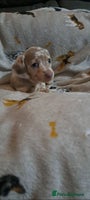 Miniature Dachshund dogs Stunning Miniature dachshund puppies - Advert 7