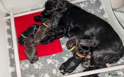 Cocker Spaniel dogs for sale: Kc reg English Cockerspaniel - Image 8
