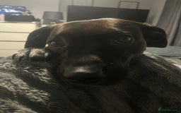 Mixed Breed dogs for sale: Our beautiful girl has had 8 puppies  - Image 1