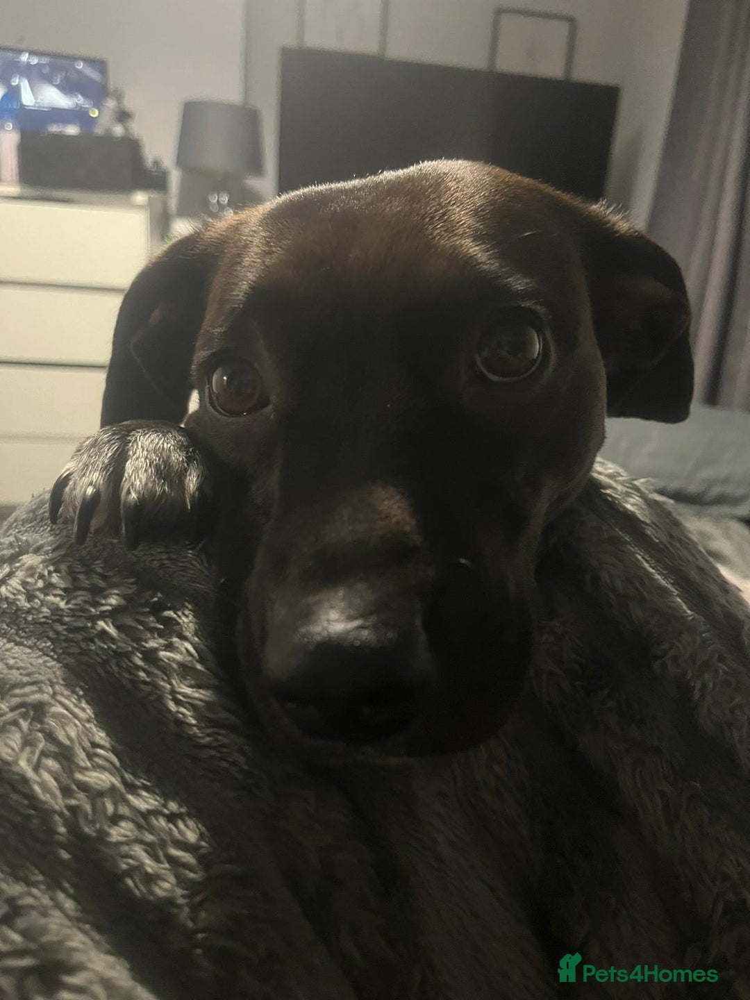 Mixed Breed dogs for sale: Our beautiful girl has had 8 puppies  - Image 1