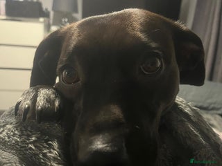 Mixed Breed dogs for sale - Advert 1