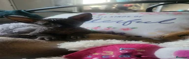 Sphynx Kitten 3