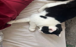 Ragdoll cats for sale: Half ragdoll cat 1 year 6 months  - Image 2