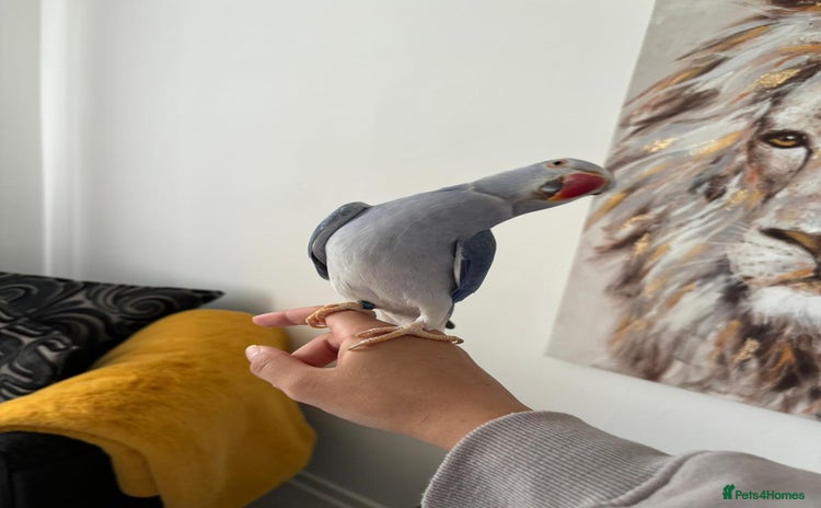 Ringnecks birds in Telford - Advert 12