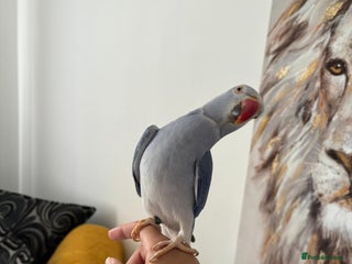 Ringnecks birds in Telford - Advert 14
