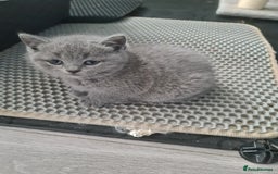 British Shorthair cats for sale: Last kitten available  - Image 4
