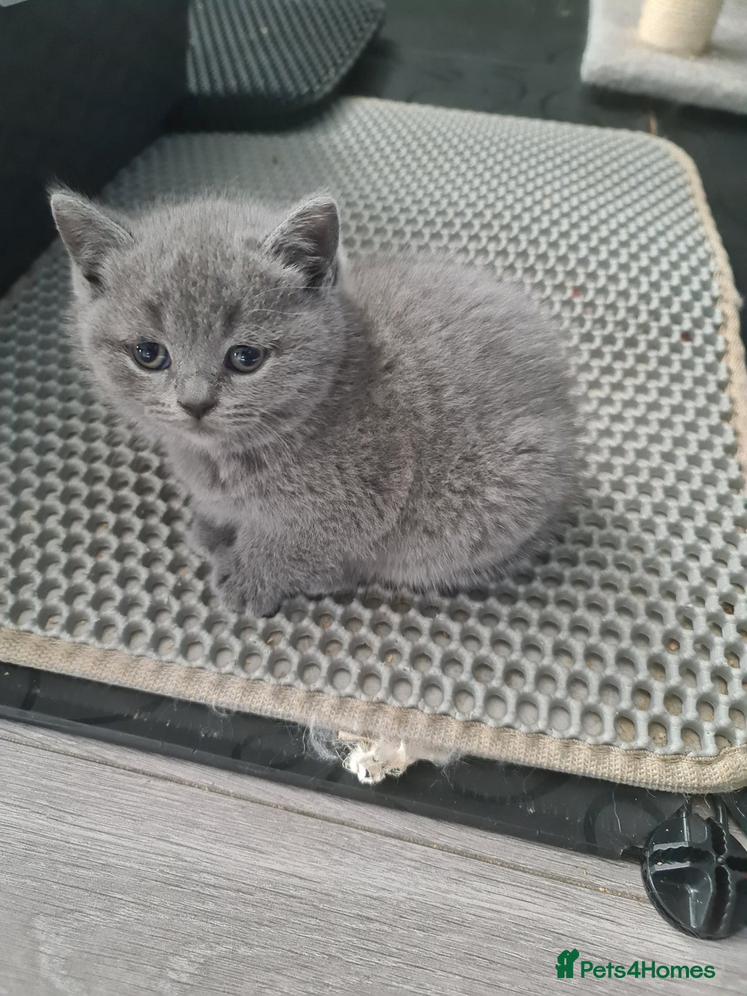 British Shorthair cats for sale: Last kitten available  - Image 4