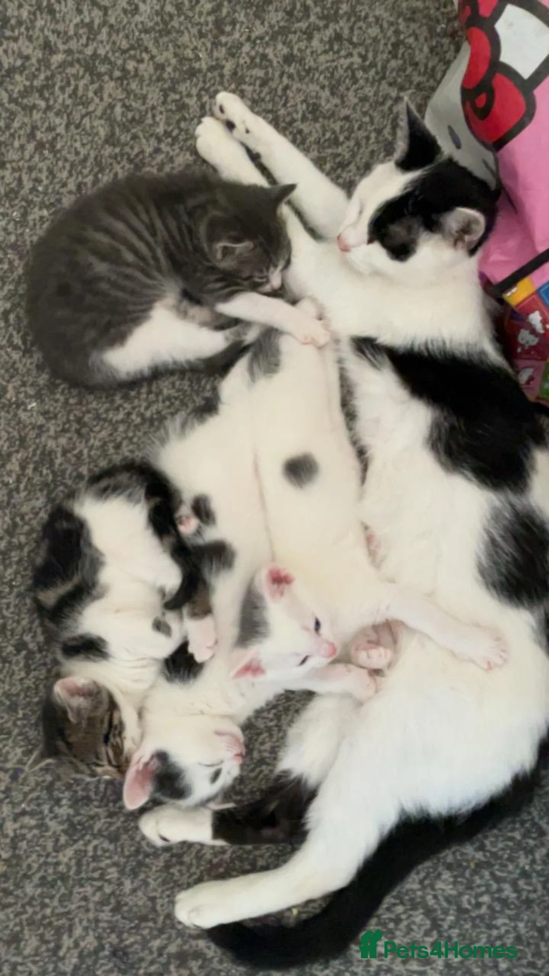 Mixed Breed cats for sale: Cute kittens ready for new homes.  - Advert 20