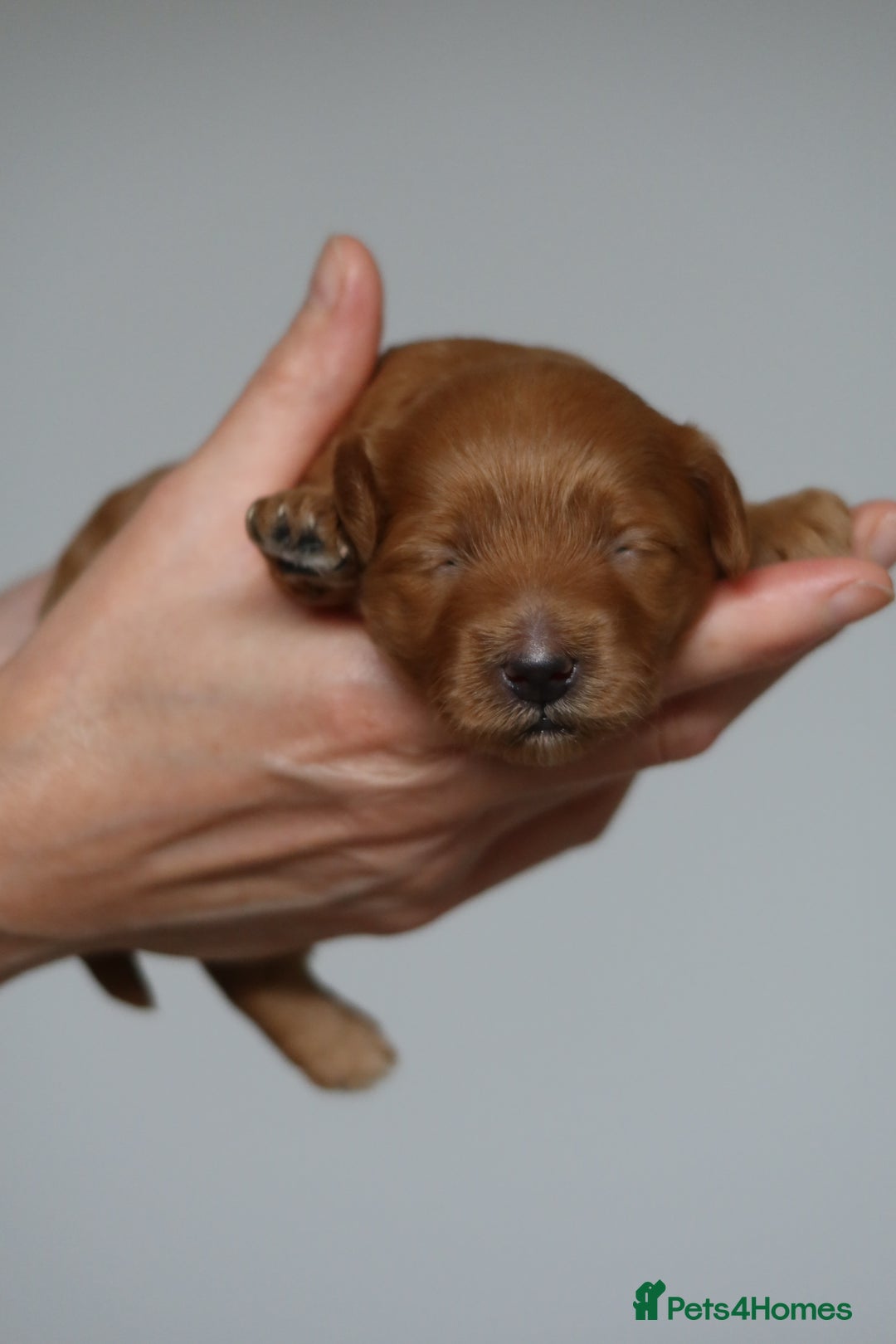 Aussiedoodle dogs for sale: Australian Labradoodles  in Middlesbrough - Image 3