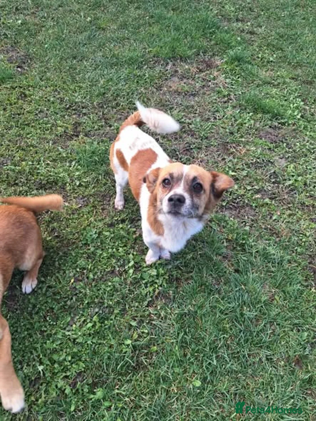 Mixed Breed dogs for adoption: Meatball for adoption - Advert 10