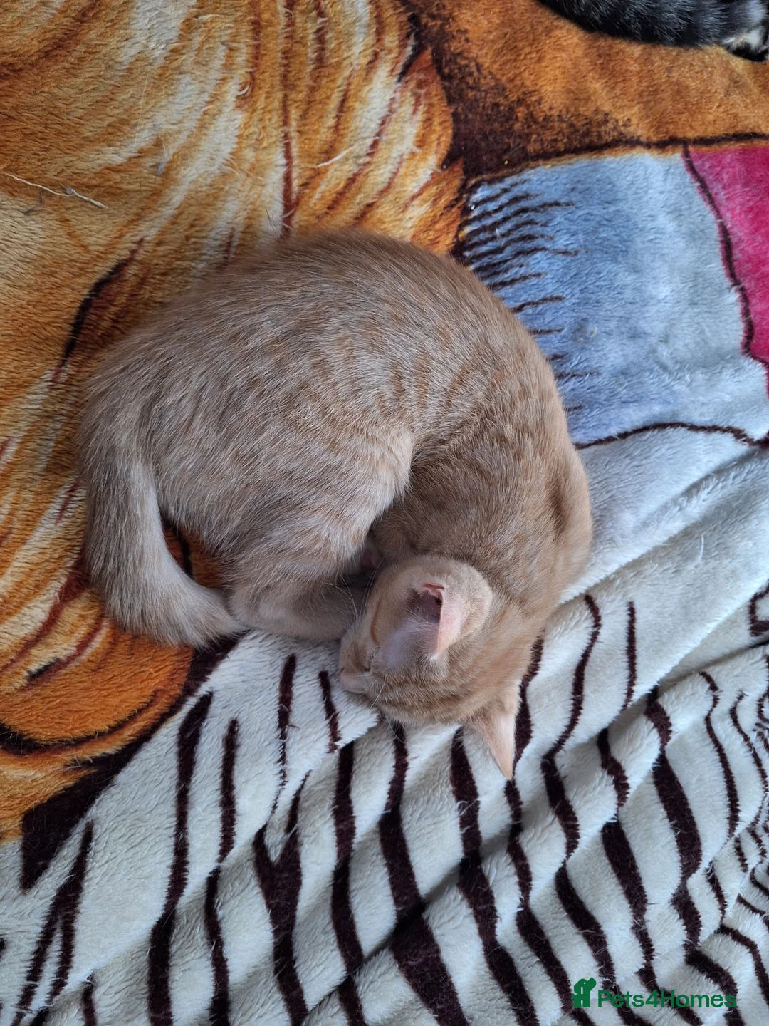 Mixed Breed cats for sale: Mixed breed Golden/ white4 months old boy kitten in London - Advert 2