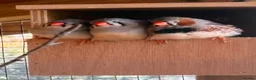 Finches birds for sale: Zebra Finches pairs - Advert 3