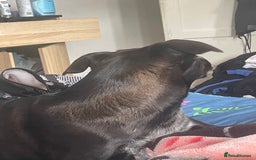 Mixed Breed dogs for sale: dog labrador - Image 3
